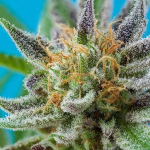 Northwest Pineapple | ?. STEINFARM