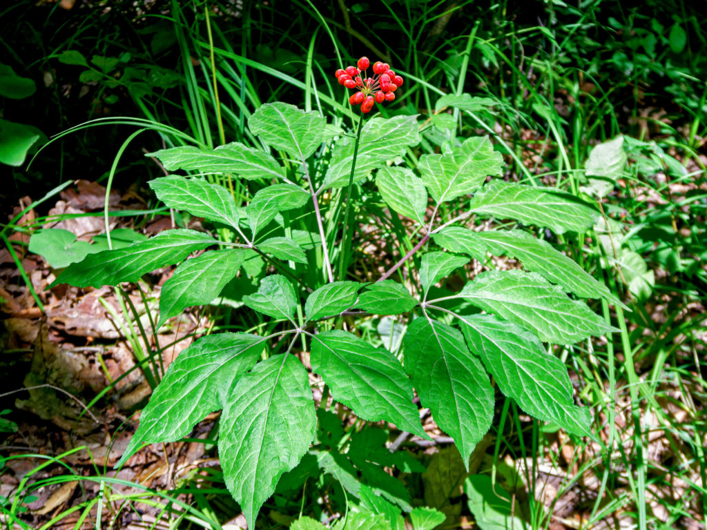 panax ginseng