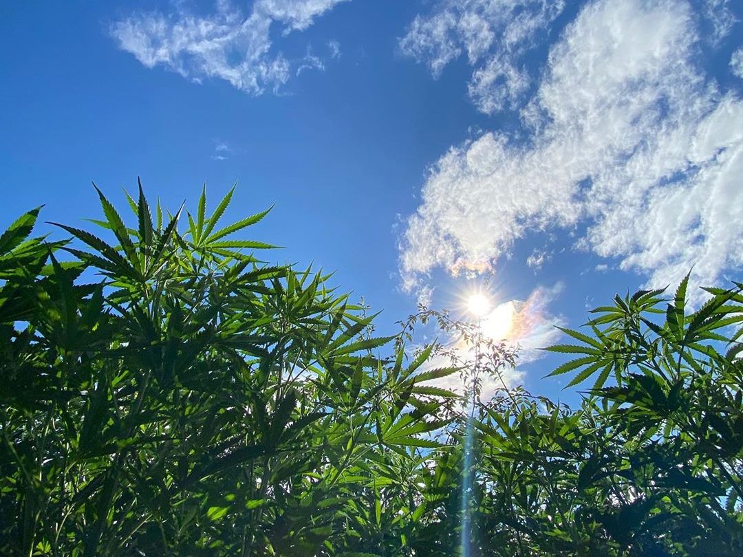 granja cannabis en exterior la pampa argentina estudios