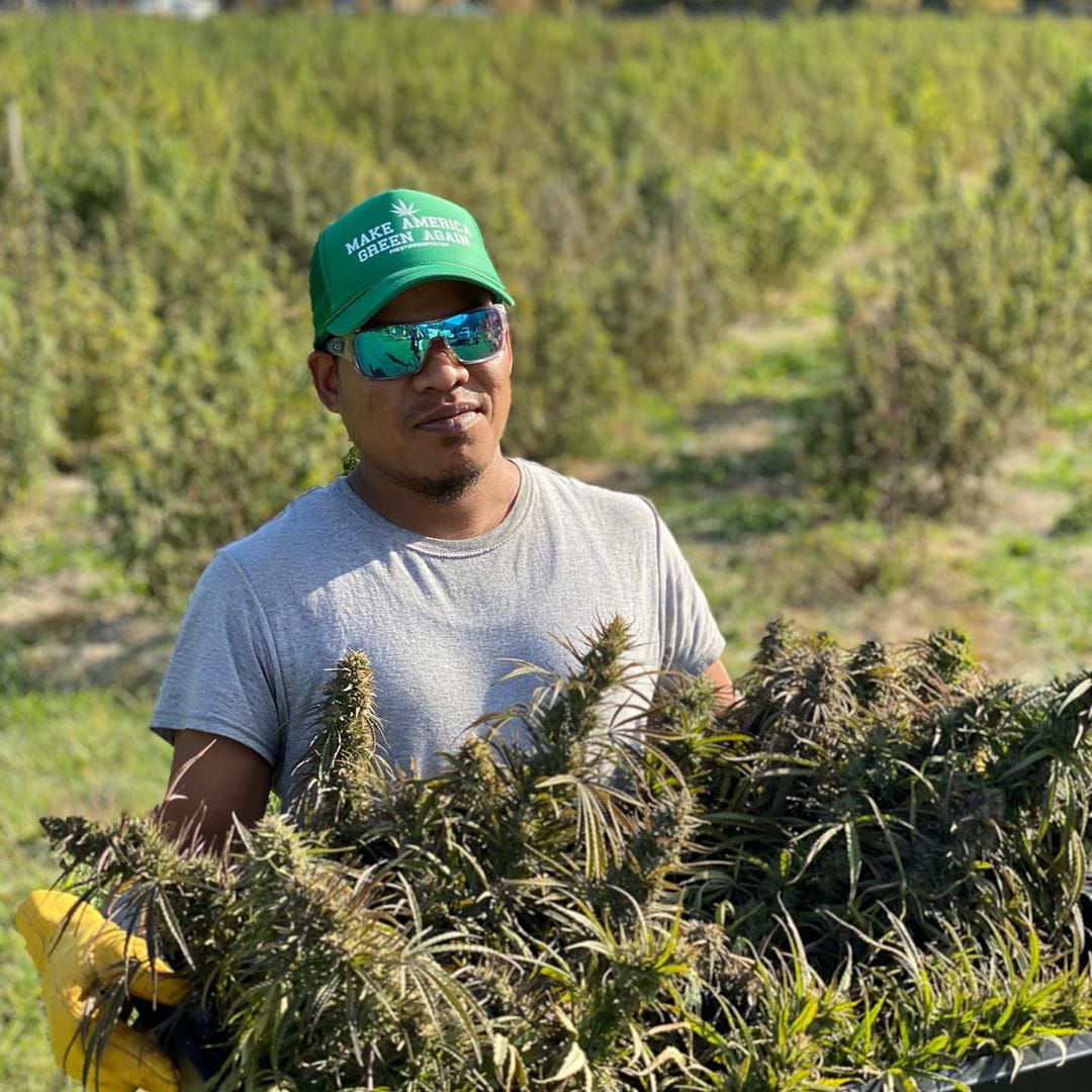 persona con planta de cannabis trabaja