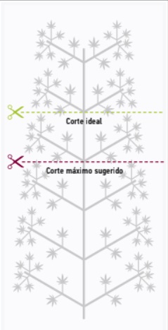 grafico punto de corte de plantas