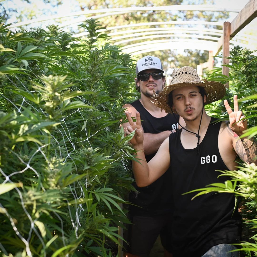 hombres trabajando en cannabis