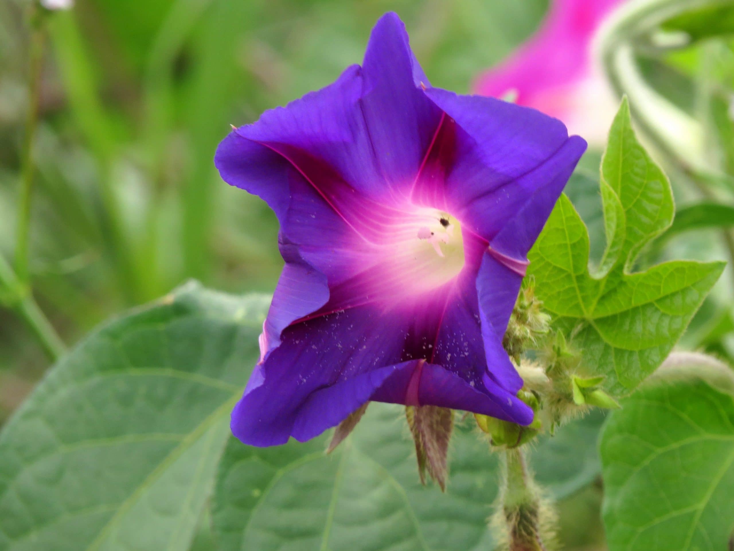 iponomea violacea planta