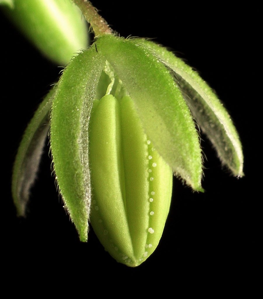 Flor macho próxima a liberar polen. 