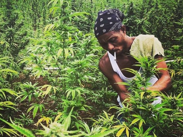 cultivo de cannabis en jamaica