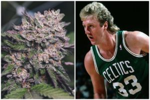 larry bird