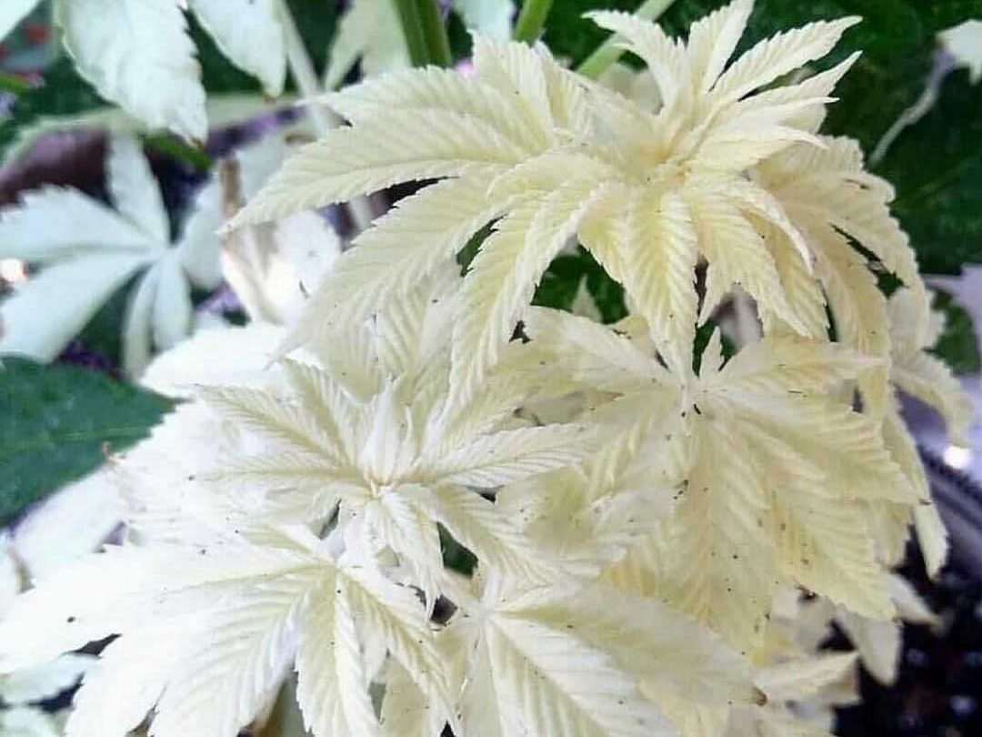 cannabis albino