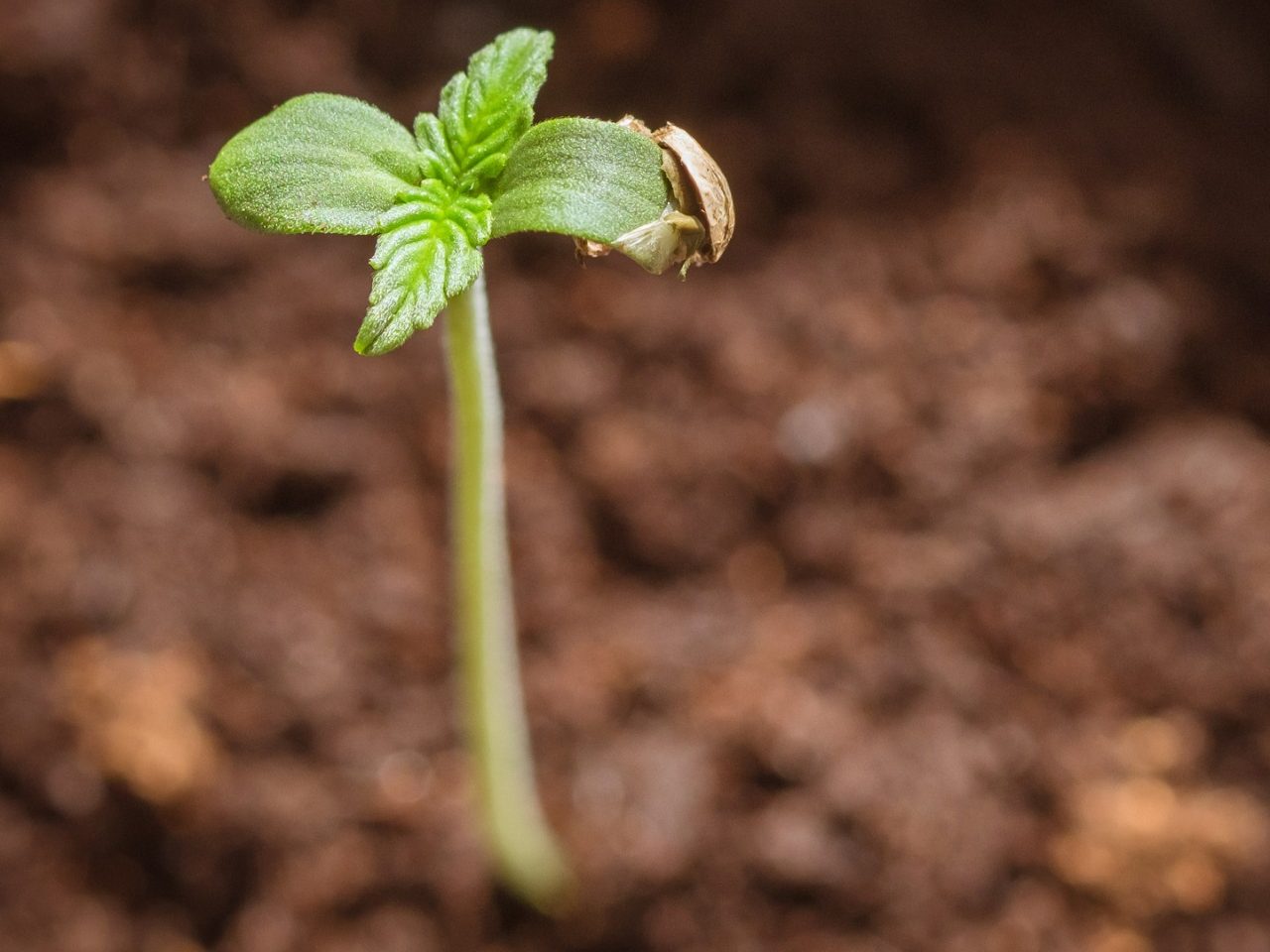 cuándo plantar cannabis