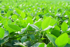 Soja transgénica, un cultivo que se desarrolló de la mano del glifosato