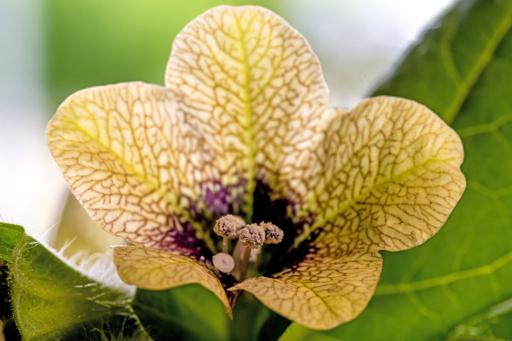 Beleño negro flor