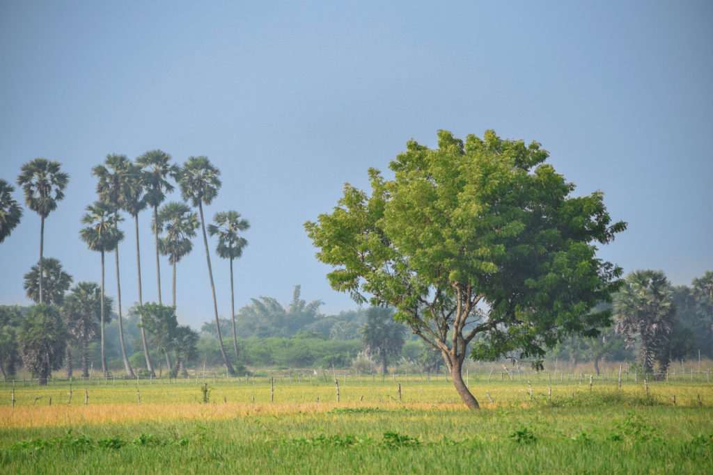 aceite de neem