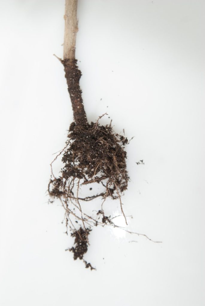 Hongos Pythium