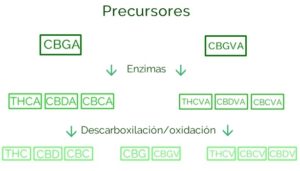 diferencias entre THC y CBD