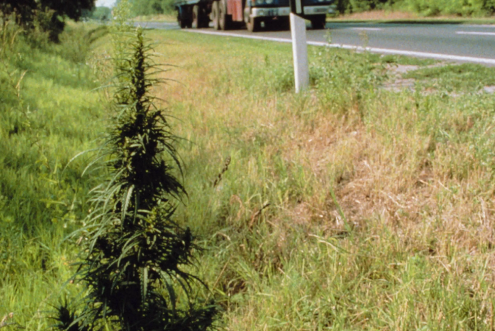 cannabis en siberia