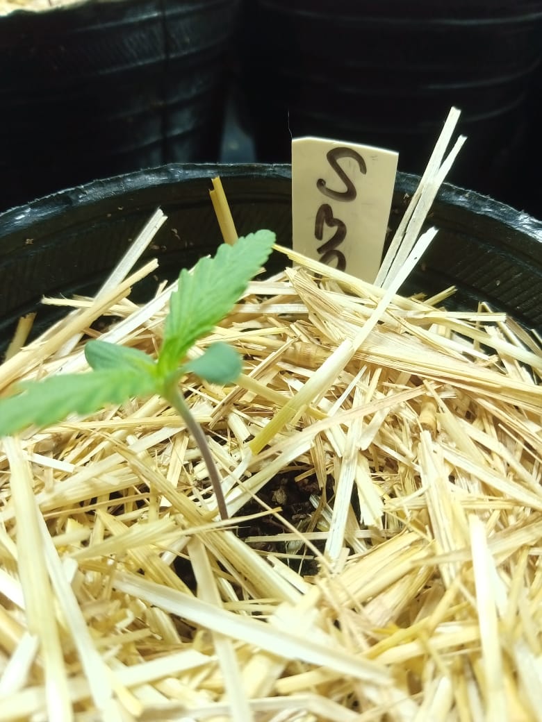 reducir el uso de plástico en el cultivo