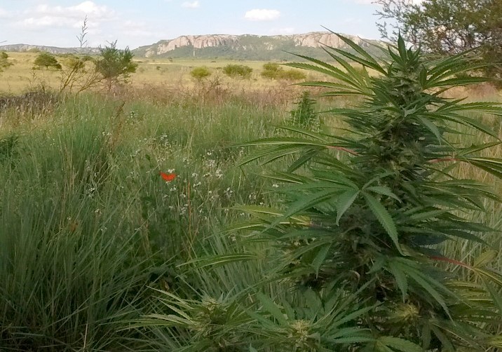 nuevas genéticas de cannabis argentinas