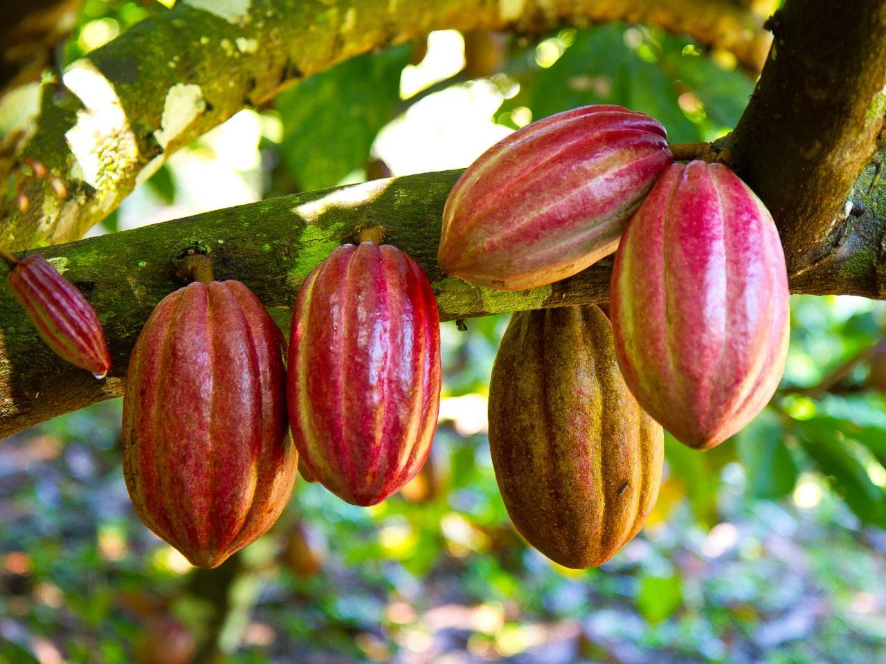 Cacao dest