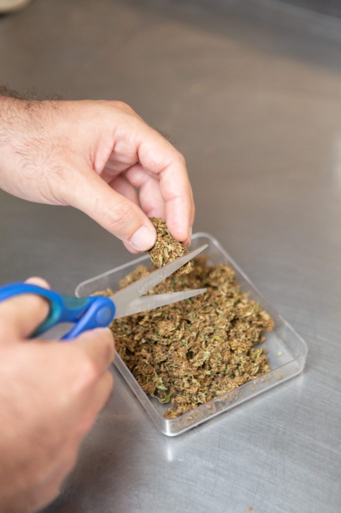 Macerado de cannabis desmenuzado