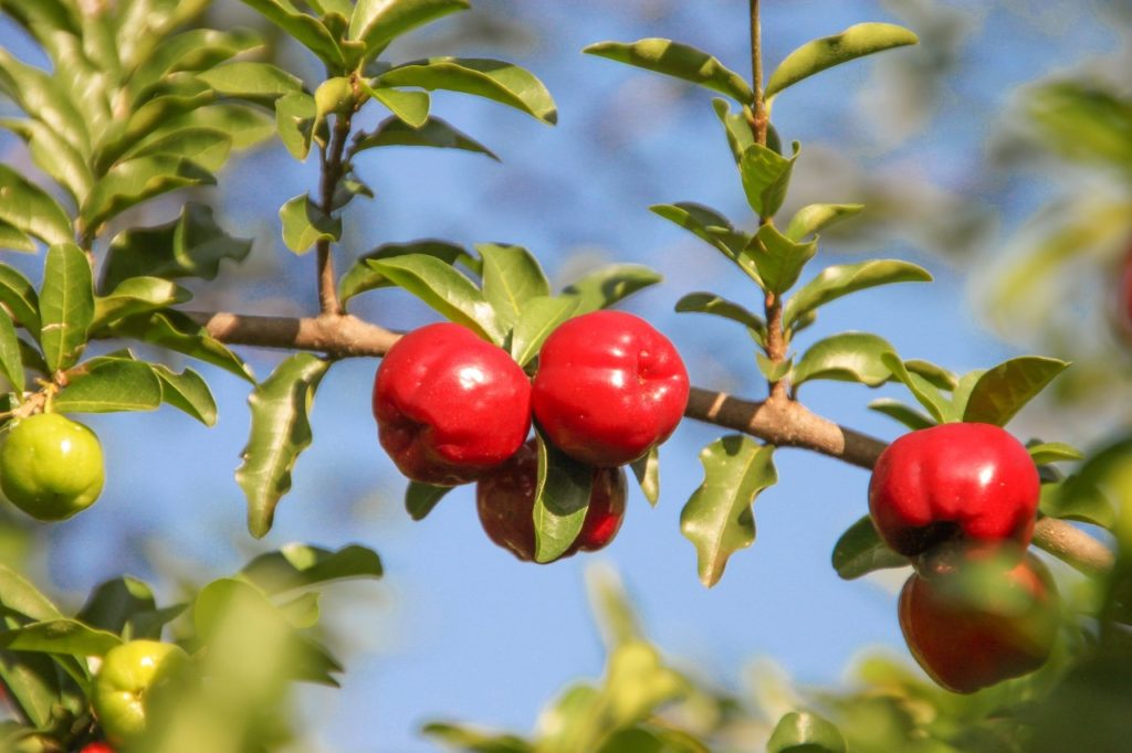 Guaraná 1