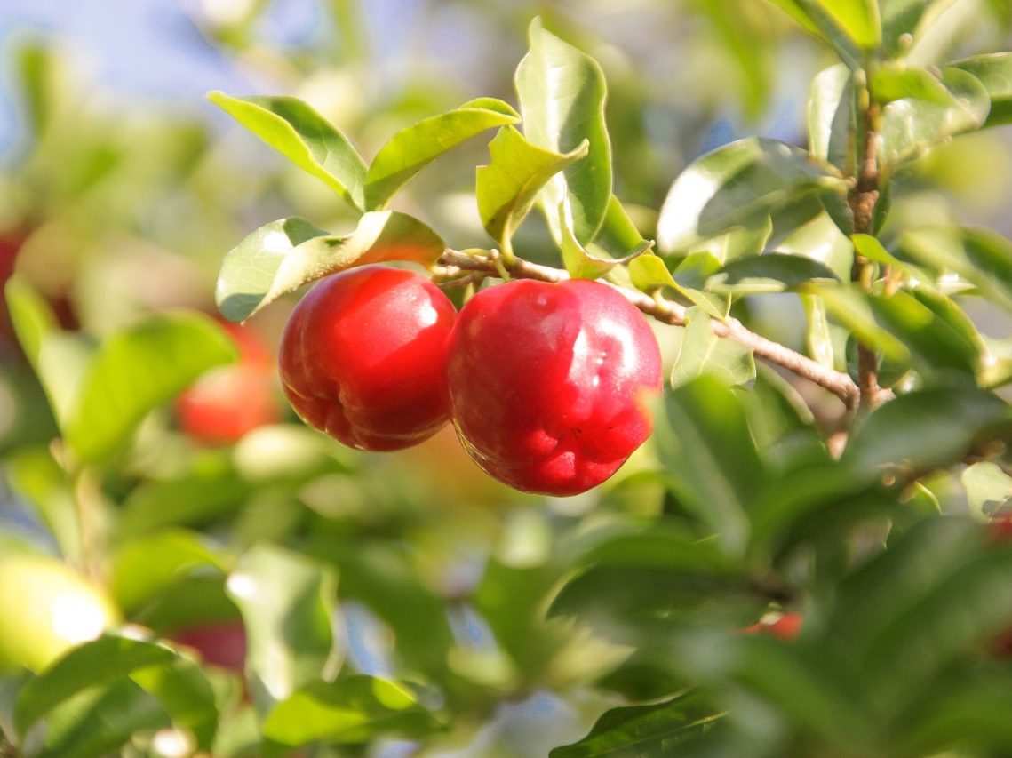 Guaraná