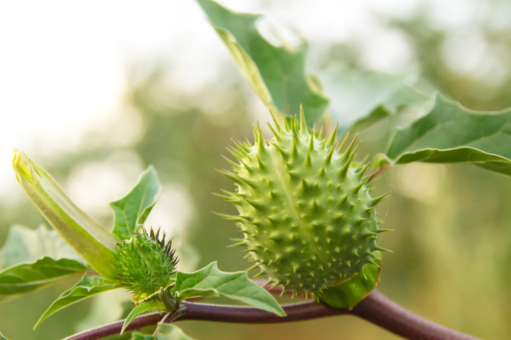 Datura 1