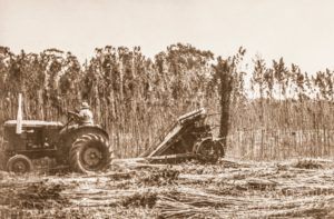 genetica nacional cañamo